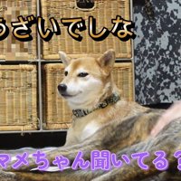 マメちゃんは反省ゼロ