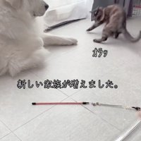 「やんのかっ」