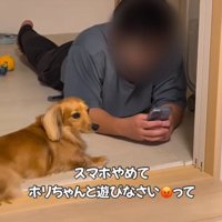 遠くを見る犬