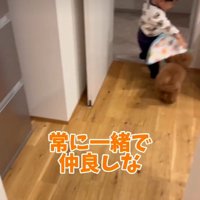 犬にタオルをかける赤ちゃん