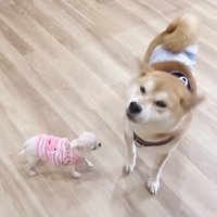 柴犬に近づく子犬