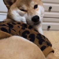 オシャレなレオパード柄も