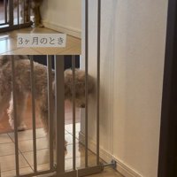 ゲートをすり抜けるマフィンくん