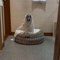 飼い主さんを見守っています