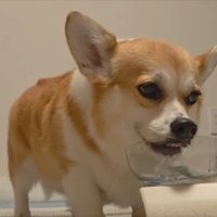 お鼻