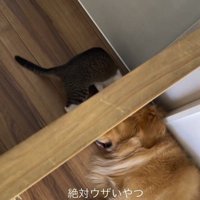 ひっくり返りそうになりながら、壁の向こう側へ足を伸ばす猫