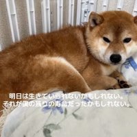 怯える柴犬2