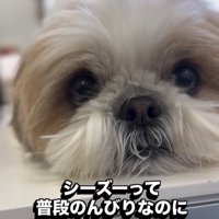 のんびり屋のピコちゃん