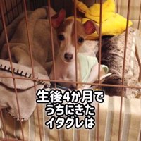 とらきち君のビフォーアフター