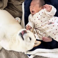 赤ちゃんの隣で転がる犬