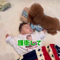 寝ている赤ちゃんと犬2
