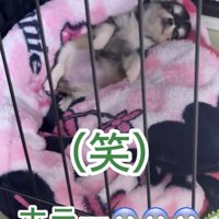 へそ天で眠る犬