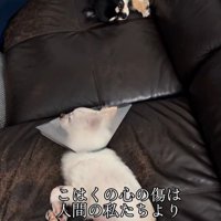 こはく君とここまるちゃんの家族愛9