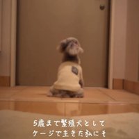 玄関で待つ犬