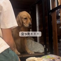 立ち上がったならちゃん