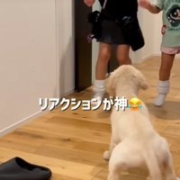 犬と対面