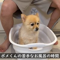 まずはポメくんがお風呂に入ります