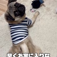 お家に入るよう伝えるパパ