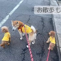 散歩するはち君とぷく君