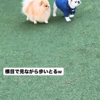 並んで歩く2匹の犬2