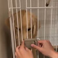 扉を閉められたかやちゃん