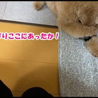 思い出して、頭にお手々を伸ばし…
