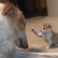 猫パンチ