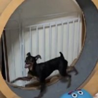 裸で走る犬