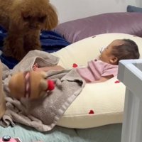 犬の口から離れて、床に転がり落ちていくぬいぐるみ