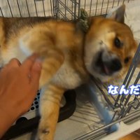 おにぎりくんの散歩拒否5