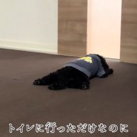 ドアの前で待つろく君