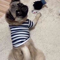パパを見るうめちゃん