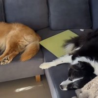 ソファーで寝転がるボーダーコリーとゴールデンレトリバー