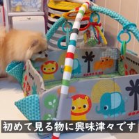 ベビージムに興味津々！