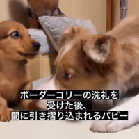 子犬に顔を近づける先輩犬