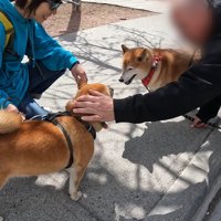 柴犬仲間にご挨拶♪