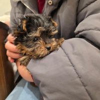 くぅちゃんの可愛い姿3