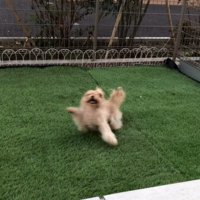 おもちゃを投げた時のベルちゃん5