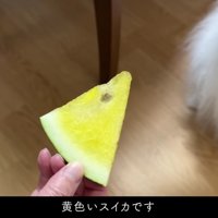 黄色いスイカで…