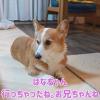 「本当に帰っちゃったんだ」としょんぼり
