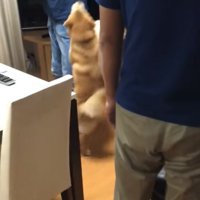 大喜びする柴犬