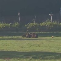 ドッグランでひとり遊びをするノアくん2