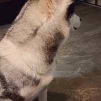 子犬たちをチラリ…