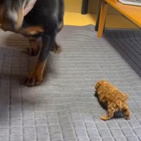踏まないよう教えられていた