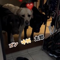 3匹並んでお出迎え