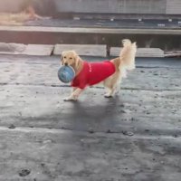 「パパは？」と聞いてみるママさん