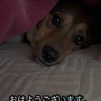 「まだ眠い…」
