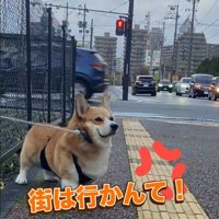 頑なに拒否！