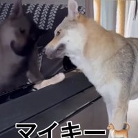 テレビ裏から出てくる猫の手を避けるチェコスロバキアンウルフドッグ