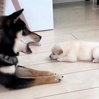 口を開けながら顔を近づける犬